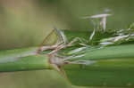 Giant cutgrass